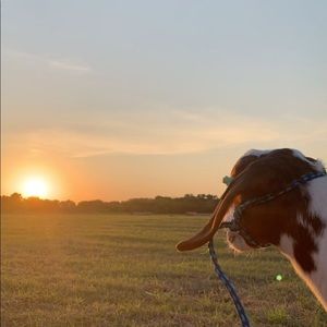 Meet your Posher, Morgan